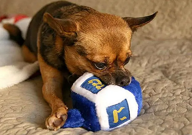 И поэтому мы празднуем Doggy Hanukkah и по сей день, поедая прекрасные удовольствия и проводим время с нашими семьями, чтобы напомнить нам о нашей волосатой истории и сохранить наши традиции живыми. И поэтому мы празднуем Doggy Hanukkah и по сей день, поедая прекрасные удовольствия и проводим время с нашими семьями, чтобы напомнить нам о нашей волосатой истории и сохранить наши традиции живыми.