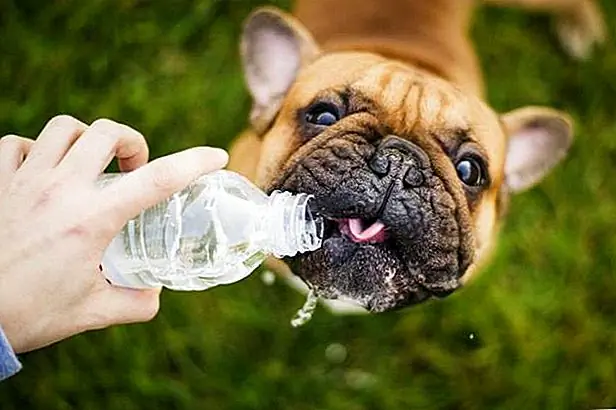 Как бывший собачий ходок, я могу сказать, что я поделился многими бутылочками с водой со многими собаками, потому что летние прогулки жестоки, и никто не имеет времени для обезвоживания. Тем не менее, возможно, выпейте сначала, прежде чем передать бутылку своему щенку. Если ваша дата целует вас после того, как они видели, как вы пьете из той же бутылки, что и ваш щенок, этот человек хранитель.