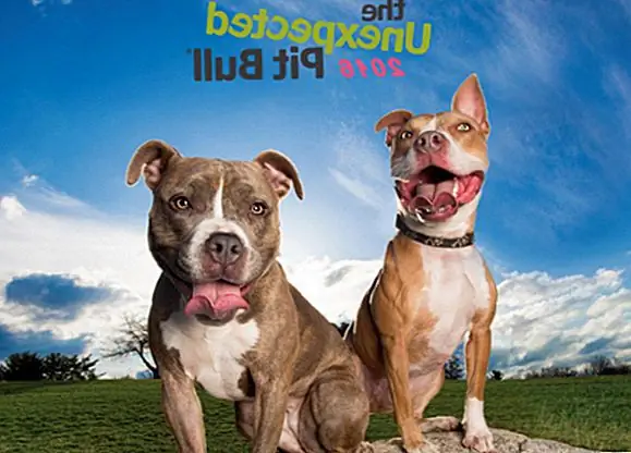 Когда вы покупаете этот сладкий календарь Pit Bull для любителя (ов) Pit Bull в вашей жизни, пожертвование делается на благотворительные и адвокатские организации Pit Bull в Северной Америке. Каждый месяц есть восхитительная фотография, сопровождаемая вдохновляющими истинными рассказами о людях, чья жизнь была изменена фюрером их приятелем. Вот предварительный просмотр красивого г-на Декабря в 2016 году: Когда вы покупаете этот сладкий календарь Pit Bull для любителя (ов) Pit Bull в вашей жизни, пожертвование делается на благотворительные и адвокатские организации Pit Bull в Северной Америке. Каждый месяц есть восхитительная фотография, сопровождаемая вдохновляющими истинными рассказами о людях, чья жизнь была изменена фюрером их приятелем. Вот предварительный просмотр красивого г-на Декабря в 2016 году:
