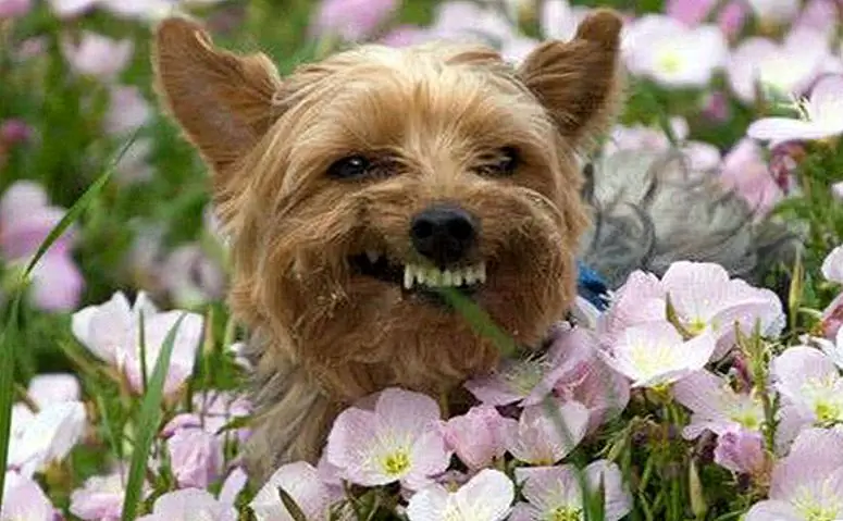 13 из Dorkiest Yorkies Интернет когда-либо видел