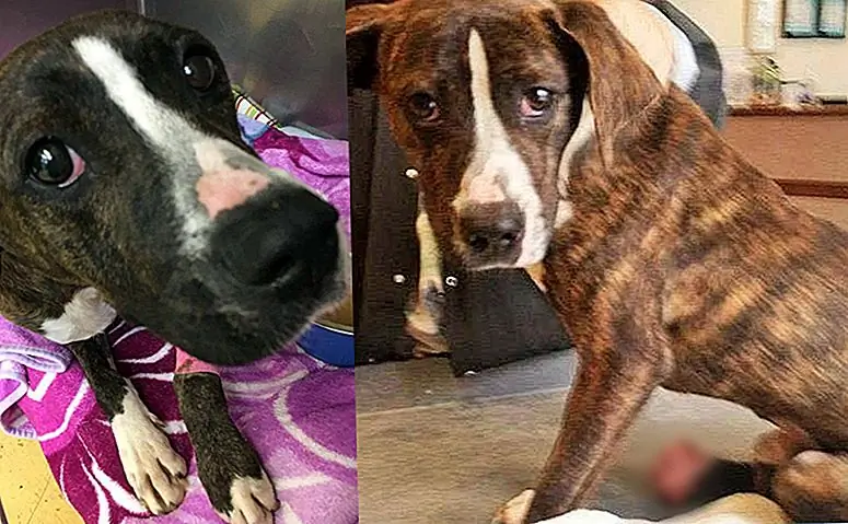 Собака, которая пережевывала лапу, чтобы избежать своей цепочки, теперь имеет навсегда