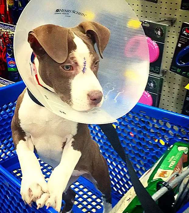 Следите за всеми махинациями Vespa на ее новом Instagram на @princess_vespa_the_pitty! И посетите страницу пожертвования Гуманного общества округа Гамильтон, чтобы помочь им обеспечить более феноменальную заботу о нуждающихся щенках. Любой, кто имеет информацию о человеке, покинувшем Vespa, должен позвонить в отдел шерифа округа Гамильтон (317) 773-1282.