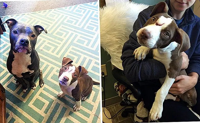 Spunky Pit Bull Puppy Left at Shelter In Sub-Zero - это один большой хам