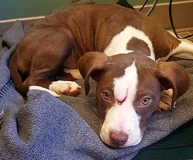 Все это произошло менее чем за две минуты видео наблюдения, захваченного убежищем.