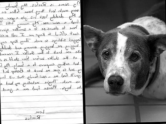 После 6 лет пребывания в приюте сотрудники узнают письмо от прошлой семьи пожилой собаки