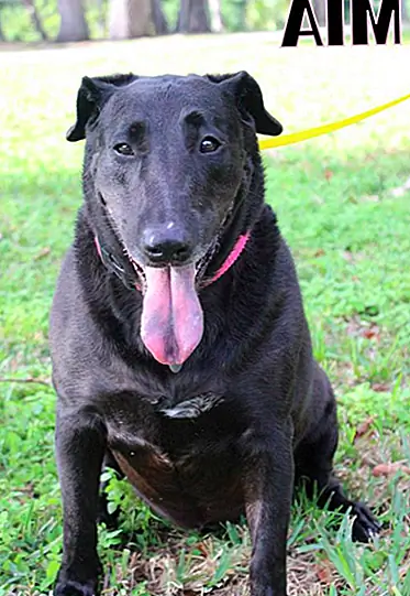 Даффи говорит, что Рофус прекрасно справляется. Он энергичен, но хорошо себя ведет. Ему нравится гулять на долгие прогулки и следует за своим народом вокруг дома, когда он не дремлет своей новой мягкой собачьей кроватью.