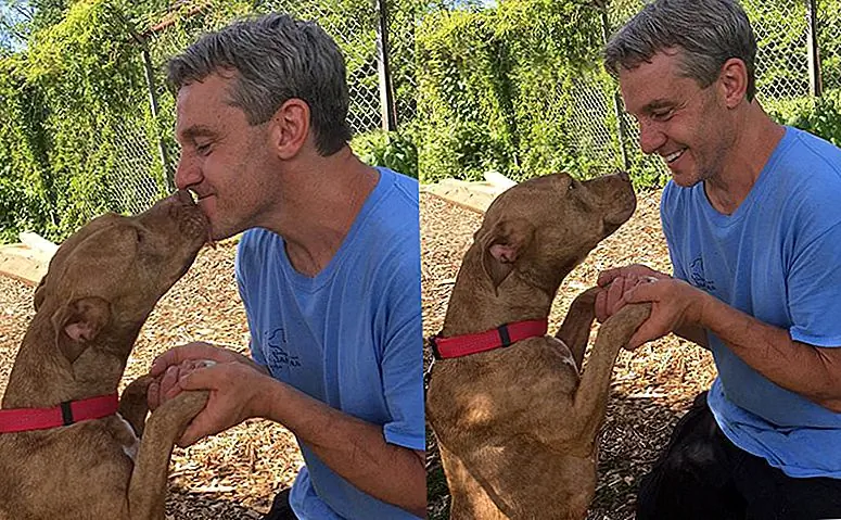 После Года в Убежище, Одна Испуганная Собака просто учит, Как Валить Ее Хвост