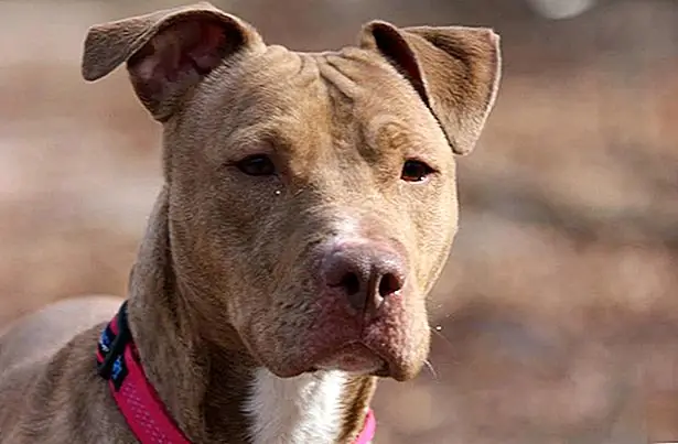 Бренда прибыла в приют более года назад как бродячая, и она боялась ее окружения. Тревога заставила ее стать довольно тонка, хотя жилье упорно трудится, чтобы положить вес на ней. Один волонтер описывает ее как «тихую маленькую ягненку», робкую и добрую.