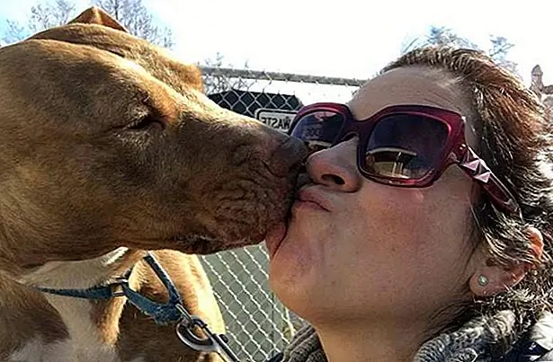 Долгое время Бренда была слишком напугана, чтобы пройти очень далеко, и только недавно волонтеры смогли уговорить ее по тропе, где они берут всех собак. Она так ласкова, что даже не будет преследовать близлежащих уток, вместо этого вместо этого просто смотреть, как они проплывают мимо, где-то теряются в собственных мыслях.