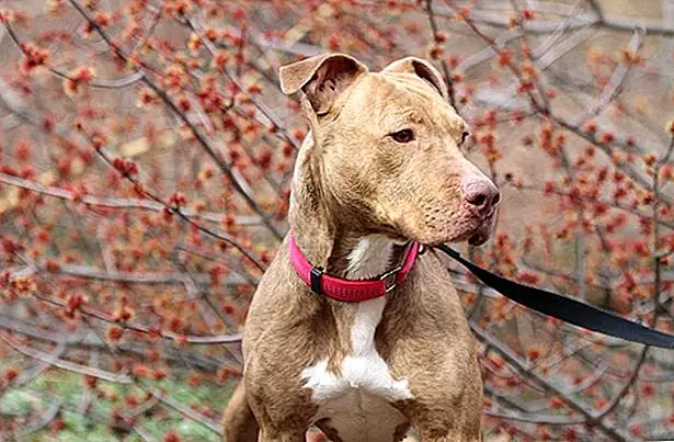 С каждым шагом, который она принимала, добровольцы-приюты видели в Бренде особый вид магии, задерживающейся чуть ниже поверхности.