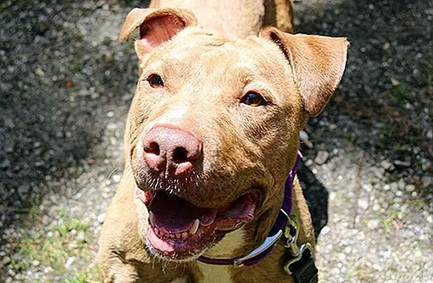 За последние несколько месяцев они увидели, как Бренда открывается один день за раз. Когда она увидит своих друзей, ее хвост начинает слегка вилять. Тем не менее, это небольшая волна, но все равно. На дорожках, в природе, углы рта маленькой девочки медленно приближаются к неопределенной улыбке. У нее есть аура, то, что один из добровольцев называет «спокойной, успокаивающей энергией».