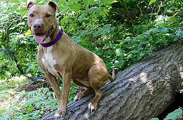 Однажды добровольцы никогда не забудут. Они решили взять Бренду в отдельную комнату в приюте, где у нее были теннисные мячи и игрушки. Бренда не могла поверить в ее удачу, и что-то засветилось за ее задумчивыми, любопытными глазами. Она играла и играла, пока не настало время, чтобы она вернулась в свою клетку. «В этот день она была действительно счастлива», - говорит волонтер.