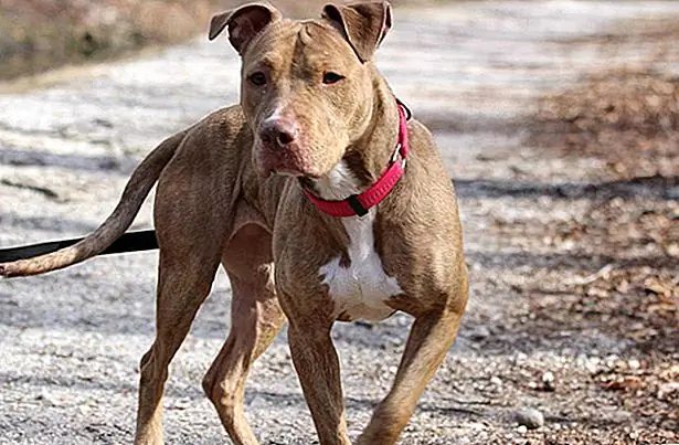 Если вы считаете, что можете быть лицом к Бренде, пожалуйста, пройдите через страницу Find Brenda a Forever Home Facebook или свяжитесь с Hempstead Town Animal Shelter по телефону (516) 785-5220 или по электронной почте в [email protected]. Для идеального дома, приют будет рассматривать транспорт.