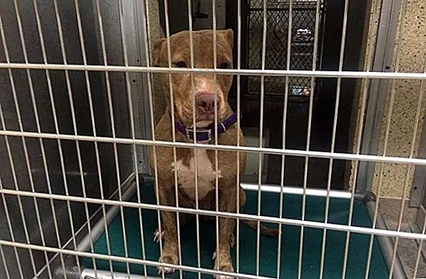 Приют Лонг-Айленда заполнен до максимальной мощности с более чем ста собаками в отчаянной потребности в семьях, но Бренда может быть самой грустной. Когда люди ходят через питомники, большинство собак будут спешить на фронт и лаять, но Бренда остается скрученной в крошечном шаре на своей кровати.