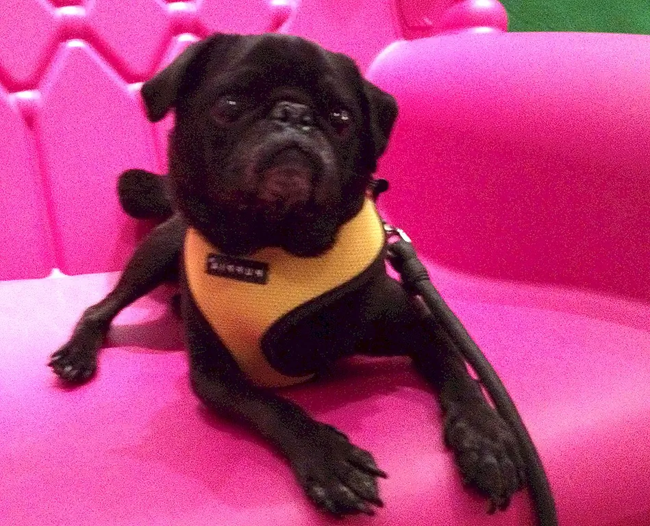 The Time Hamilton Pug отправился в кинопремьера