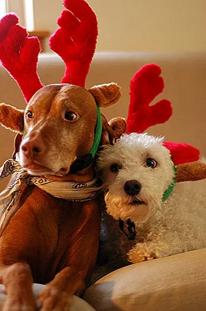 13. «Мы помогали Санта доставлять твои подарки и подвергались атакам этих огней!»