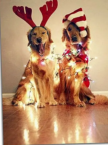 14. «Интересно, будет ли хлопать мои уши помогать мне летать …»