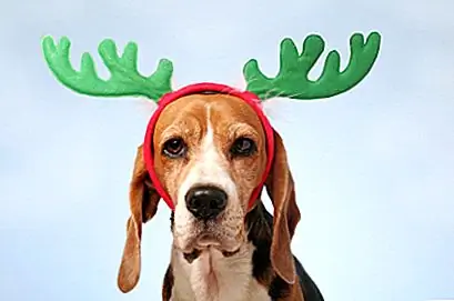 Лучшее изображение a2zpetsinfo