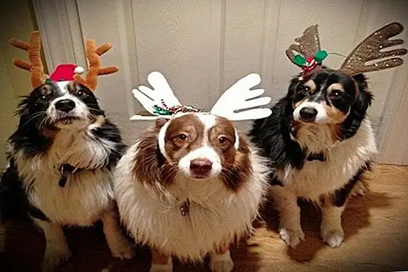 3. «Не собираюсь лежать … этот блестящий красный нос может раздражать»