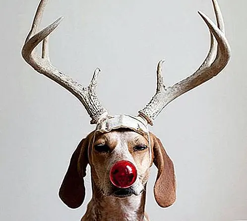 4. «Донна? Я хотел быть Рудольфом