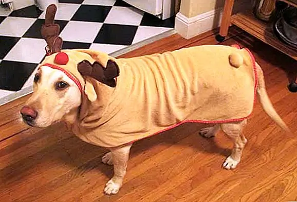 8. «Мы просто будем отдыхать, пока Санта делает свое дело»