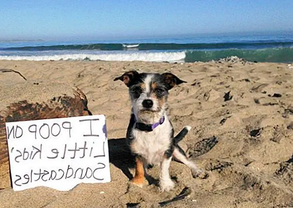 Изображение функции с помощью Dog Shaming