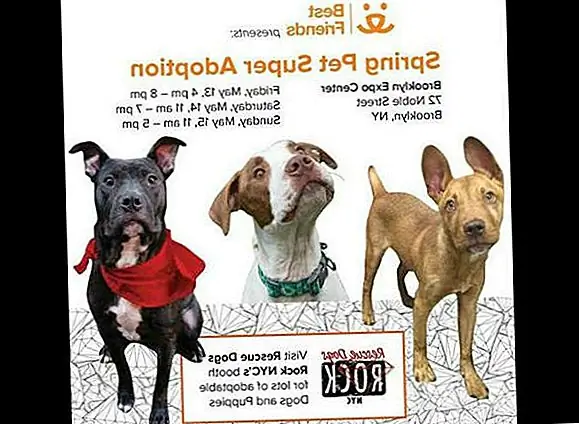 Помогите Джо и RDRNYC продолжать свою работу, пожертвовав, добровольно, следуя за ними на Facebook и Instagram, распространяя это слово, и, конечно же, ADOPT НЕ МАГАЗИН!