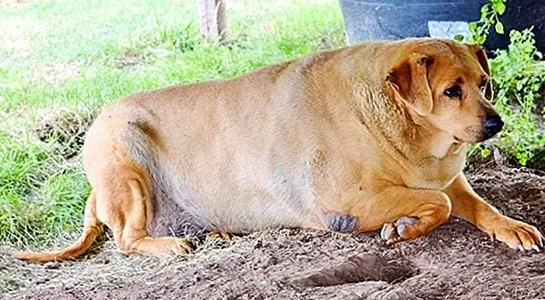 Она еще не была взвесина, но Бисли измерил ее талию более чем на 44 дюйма. Уши Дэзи были неоднократно разорены мухами в течение ее лет в открытом святилище. Ее пальто скучно и нездорово.