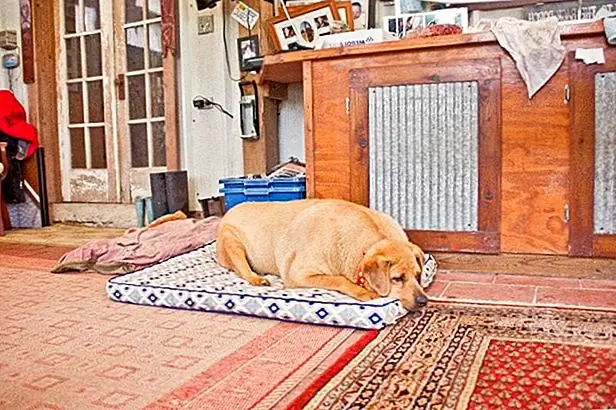 Дейзи понятно из всех недавних потрясений в ее жизни. Она была взята из единственного дома, который она знала в течение нескольких лет, в убежище FPA, а затем снова переехала в дом Бисли. Эмоциональное напряжение заставило Дейзи сначала прекратить есть, и у нее были проблемы с настройкой жизни за пределами ее маленькой ручки. FPA заказала большой контейнер для Дейзи, чтобы искать убежище, когда она чувствует себя подавленным.