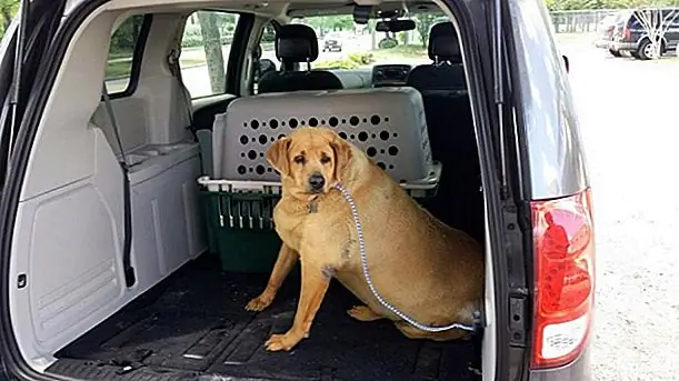 Во время ее пребывания в святилище Дейзи была размещена с двумя другими собаками, и она, кажется, успокаивается от присутствия двух собак Бисли. Охотник и Майки - бывшие убежища. Охотник уже начал связываться с Дейзи, а Майки, который был известен утешением испуганных собак во время его пребывания в качестве приюта для приюта, посвятил себя защите ее.