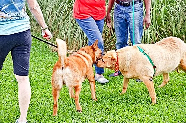 В этот момент Дейзи может пройти всего несколько шагов, прежде чем придется лечь и отдохнуть. Ей нравится прислонять голову к подоконнику и нюхать свежий весенний воздух от безопасности своего нового приемного дома. Бисли сообщил The Dodo, что Дейзи поселяется и постепенно становится более комфортно с ее новой ситуацией.