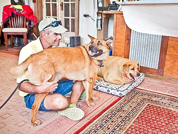 Страница «Forgotten Pet Advocates Facebook» будет предоставлять частые обновления о прогрессе Дейзи. Они пообещали помочь Бисли в течение долгого процесса возвращения этого сладкого щенка к здоровью и счастью. Если вы хотите сделать пожертвование этой выделенной группе спасателей и животных, которые они сохраняют, вы можете сделать это на своем сайте.