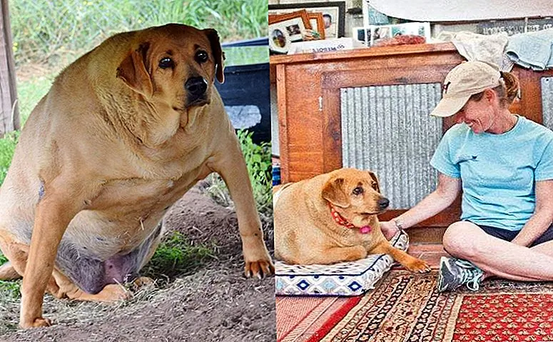 Болезненная тучная собака-приют получает приемную семью, чтобы помочь ей скрыть