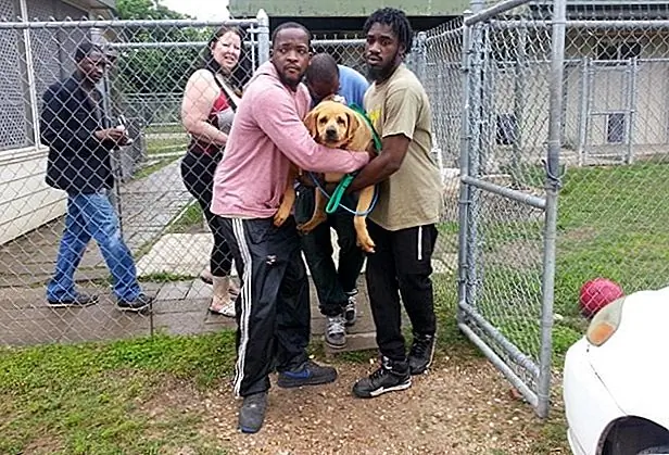 Опытные поклонники FPA Эми Бисли и ее муж активизировали и приветствовали Дейзи в их доме. Они целеустремлены и полны решимости довести ее до здорового веса, прежде чем найти ей вечный дом. В зависимости от результатов домашнего звонка от ветеринара на этой неделе, может быть очень много времени, прежде чем Дейзи готова к усыновлению.