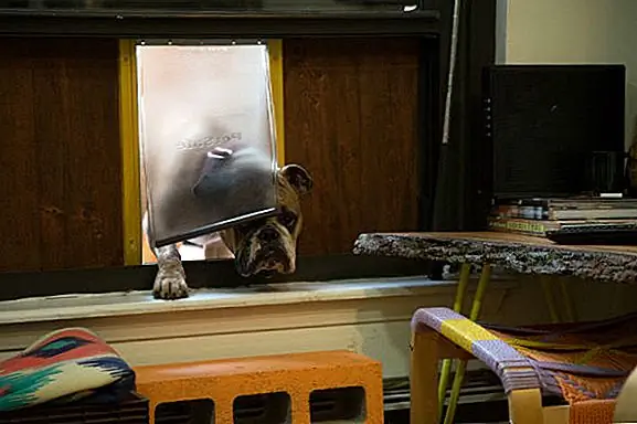 Если у вас есть роскошь иметь открытое пространство, дверь собаки - идеальный способ для вашего щенка прийти и уйти, как желание их маленьких лап.