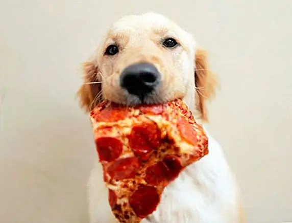 Если ваша собака предпочитает наполовину съеденную пиццу до кусочка, встроенная корзина для мусора - это простой способ убедиться, что они не получают то, чего не должны быть. Если сейчас не время ремонтироваться, мусор с защищенной крышкой сделает трюк.