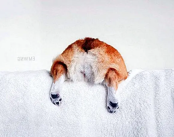 Держите своего щенка счастливым, предоставляя им мягкое и уютное место в каждой комнате, чтобы отдохнуть своим пушистым прикладом.