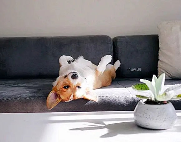 Собаки процветают по структуре. Сохранение вашей повседневной жизни, похожее на то, что это было, поможет вашей собаке перейти через ваш ход.