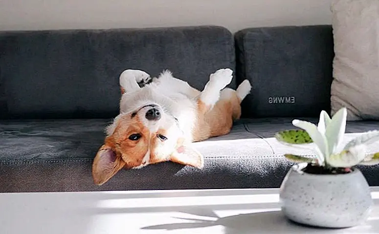 Что нужно каждой собаке для безопасного и счастливого дома