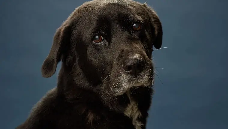 Смешанные породы собак афадор: фотографии, характеристики и факты