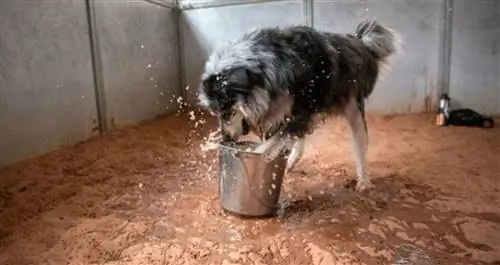 Старшая собака из приюта, которая любит плескаться в воде, жаждет любви к дому