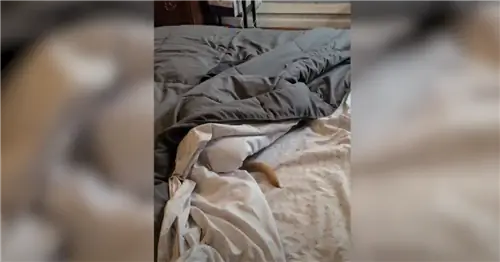 Изображение Изображение