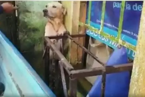 Изображение Изображение