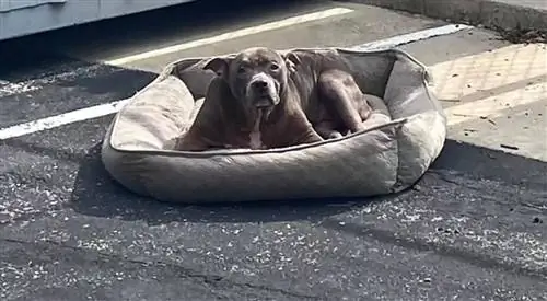 Собаку бросили на пустой парковке, оставив только свою кровать ради комфорта