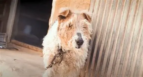 Старый пес, привязанный к стене, чувствует вкус свободы