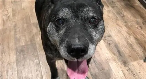 Волонтер, выгуливающий собак, помогает питбулю, который провел последние пять лет в приюте, найти любящий дом