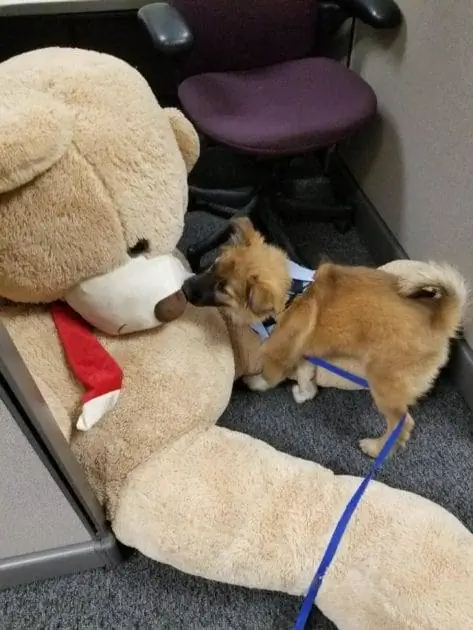Изображение Изображение