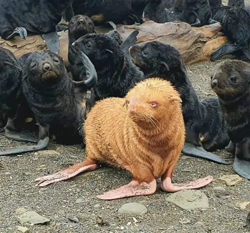 Изображение Изображение