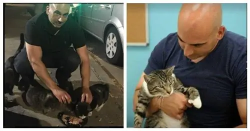 Однажды ночью мужчина накормил бездомного кота, даже не ожидая, что 3 года спустя он достигнет экстремальных размеров