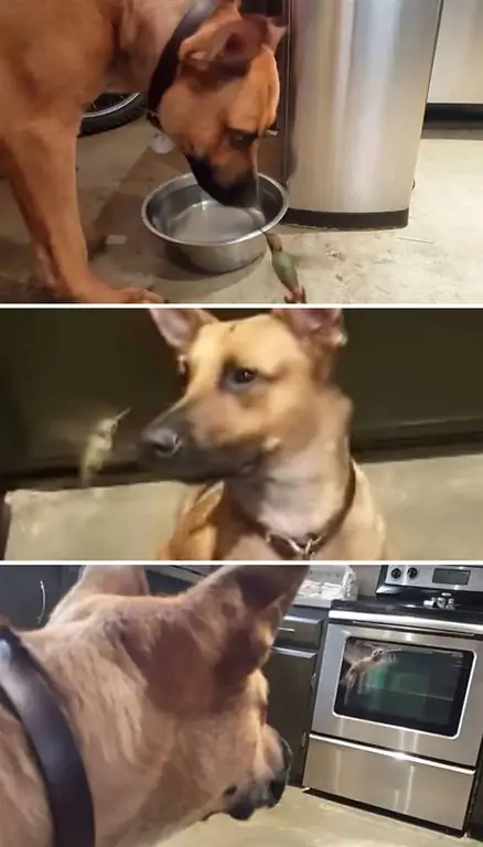 Изображение Изображение